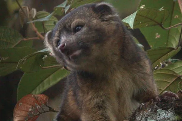 10 giống loài mới được phát hiện trong năm 2013 ảnh 3